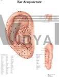 Ear Acupuncture Chart - Anatomical Chart